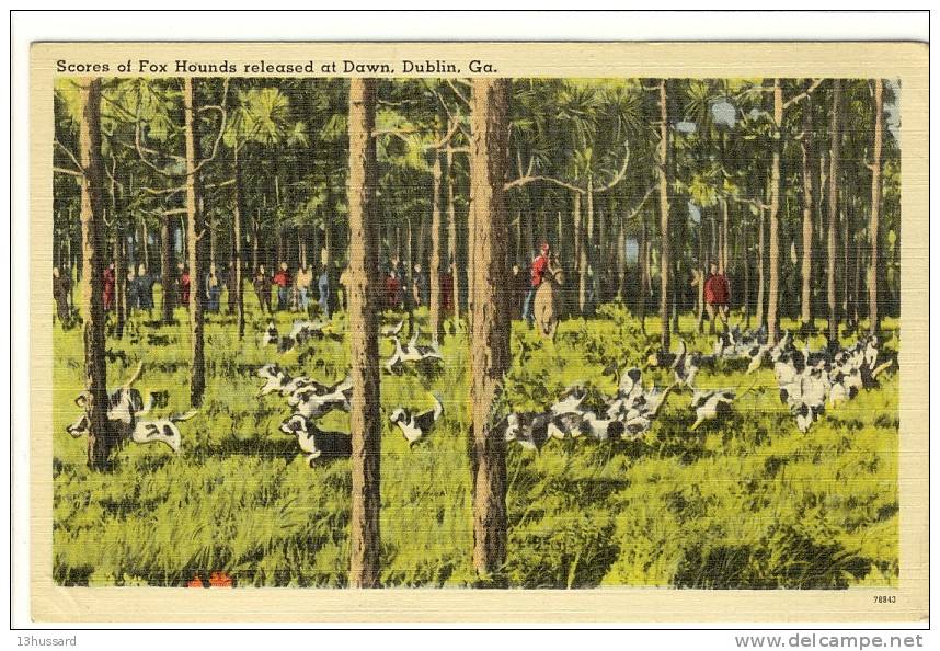 Carte Postale Ancienne U.S.A. - Scores Of Fox Hounds Released At Dawn, Dublin, Georgia - Chasse à Courre, Renards - Other & Unclassified
