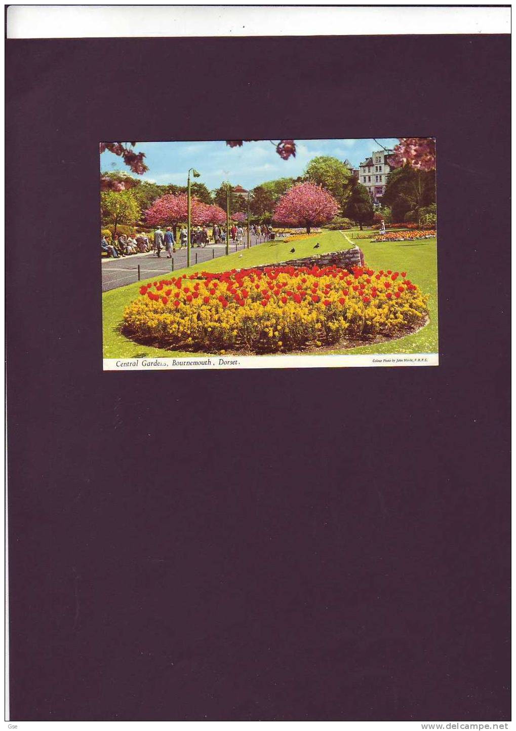 GRAN BRETAGNA 1981 - Cardd (Bournemouth) - Covers & Documents