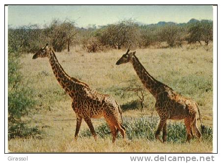 CPSM GIRAFES  2 GIRAFES MASSAI - Girafes