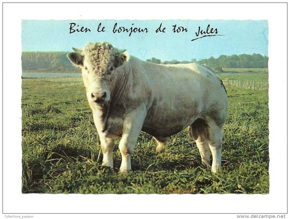 Cp, Animaux, Taureau, Bien Le Bonjour De Ton Jules - Taureaux