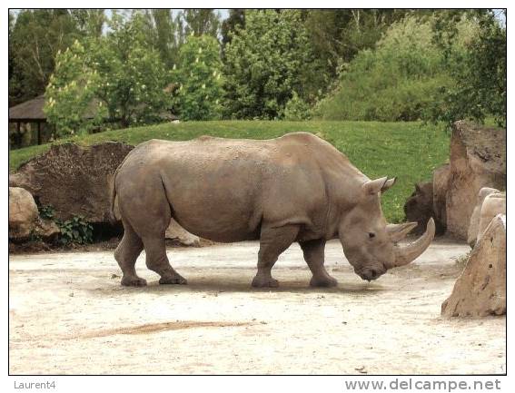 (777) Rhinoceros - Rhinocéros