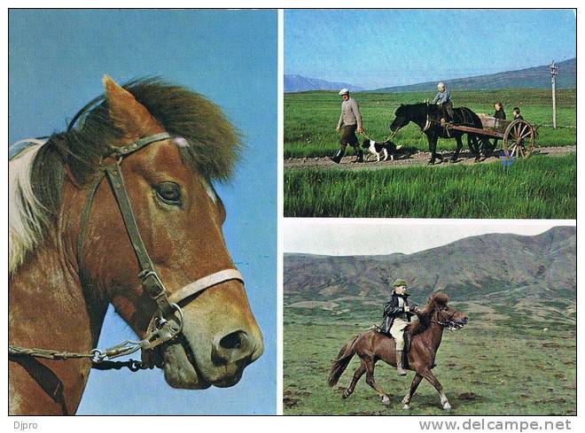 Iceland Ponies - Islande