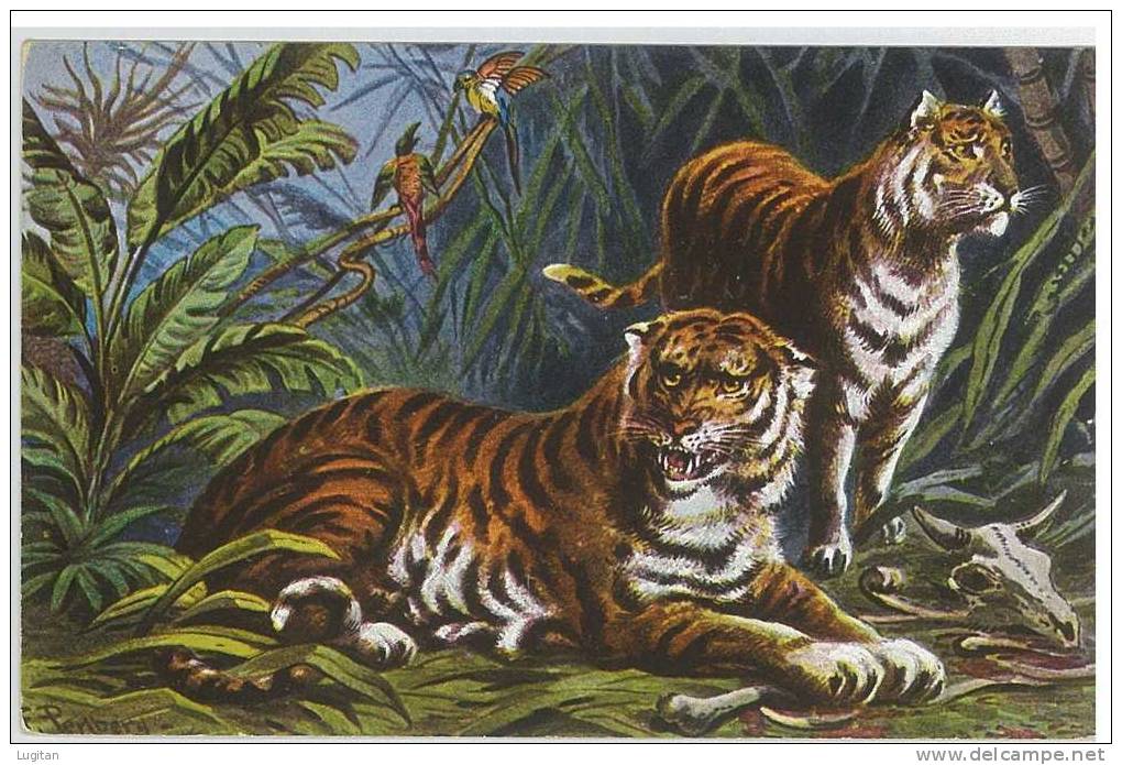 CARTOLINA - TIGRI PERIODO PRIMI NOVECENTO - VIAGGIATA NEL 1905 - Tigers