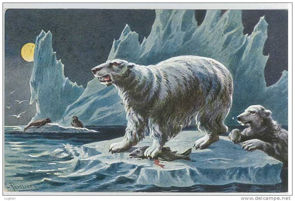 CARTOLINA - ORSI POLARI PERIODO PRIMI NOVECENTO - VIAGGIATA 1905 - Bears