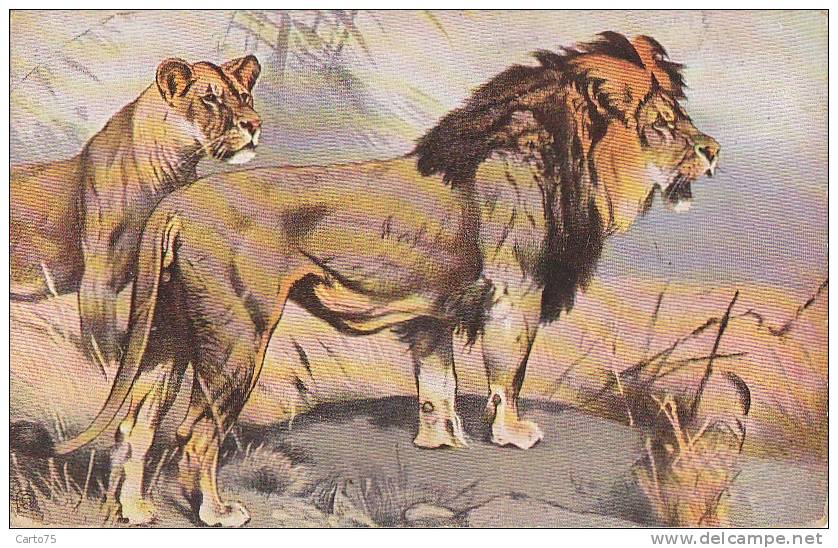 Animaux - Illustration - Lion Et Lionne - Lions