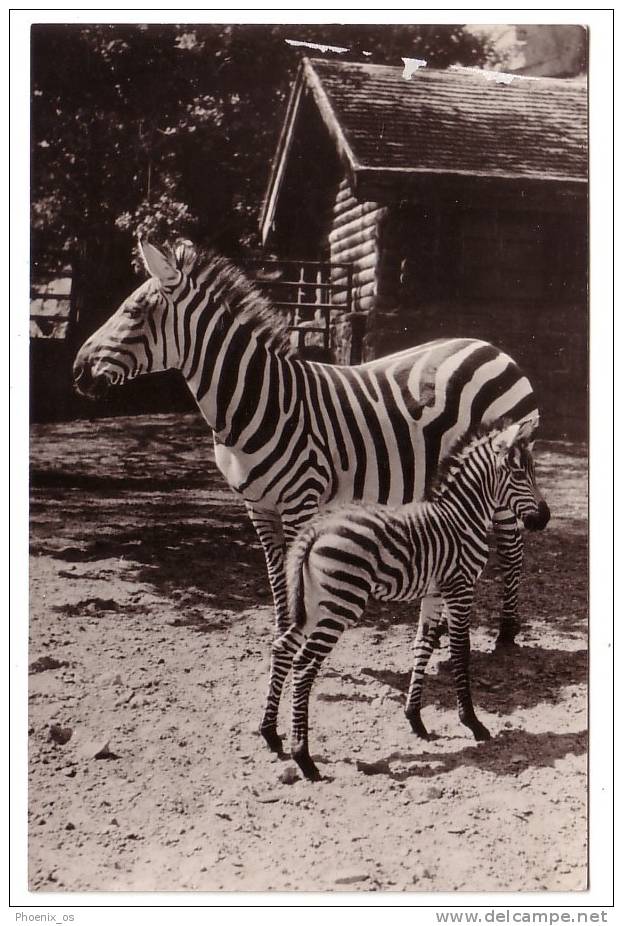 ZEBRA - Zebras