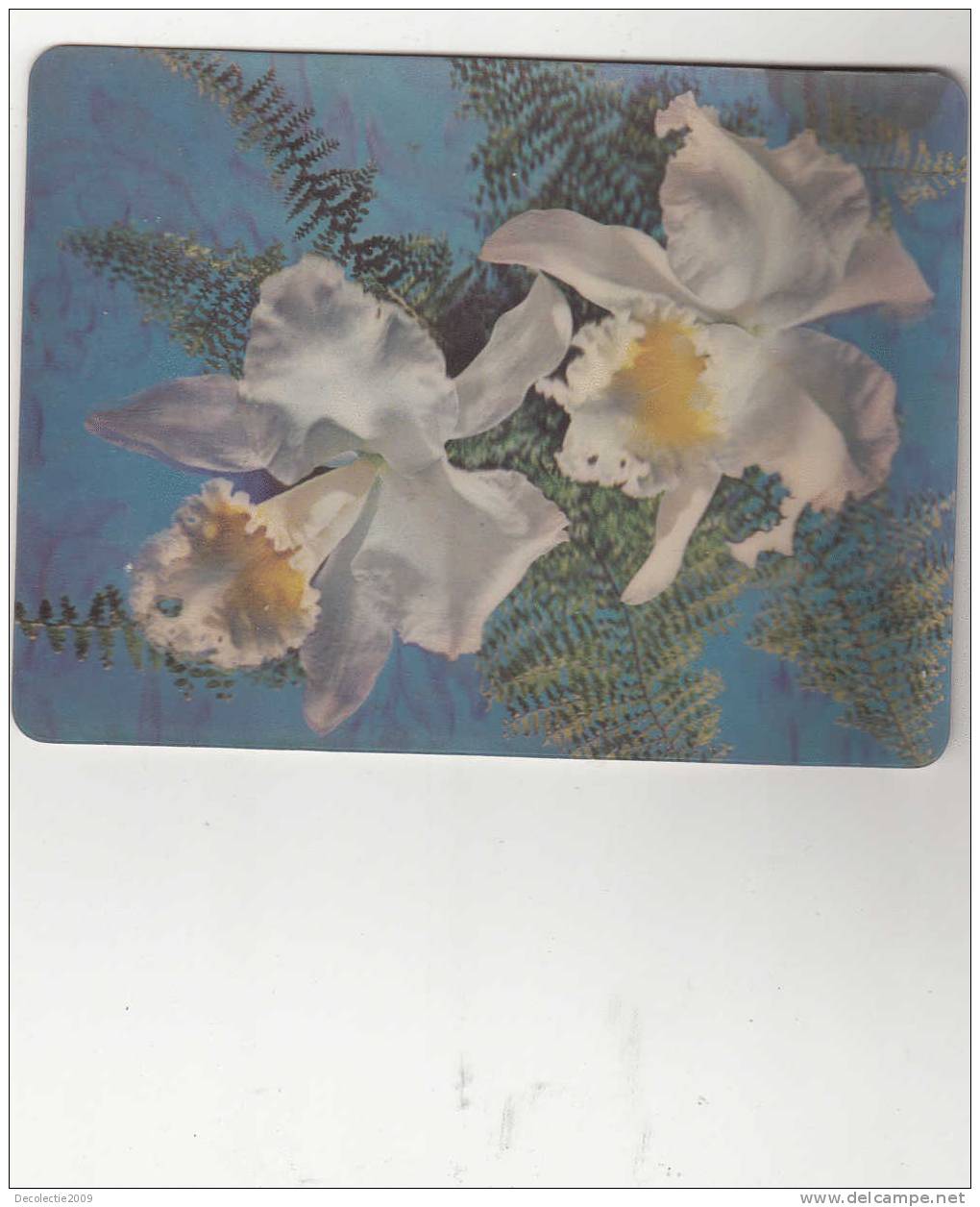 B19356 Cartes Stereoscopiques 3D Card Fleurs White Orchids Not Used Perfect Shape - Stereoscopische Kaarten