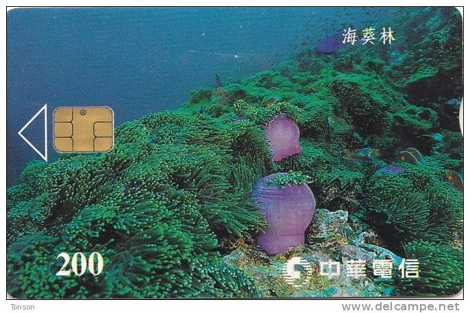 Taiwan, IC8012, Underwater Life, Benthos, 2 Scans. - Taiwan (Formosa)