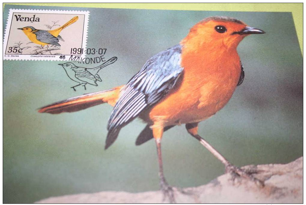 Carte Maximum CM Afrique Du Sud  Oiseau Robin-chat   Cossypha Natalensis Des Capped - Uccelli