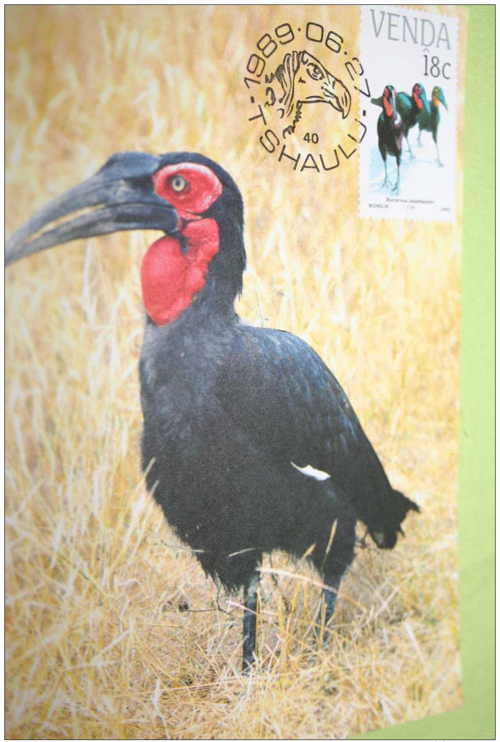 Carte Maximum CM Afrique Du Sud  Rapace Bucorve Du Sud  Bucorvus Leadbeateri - Oiseaux