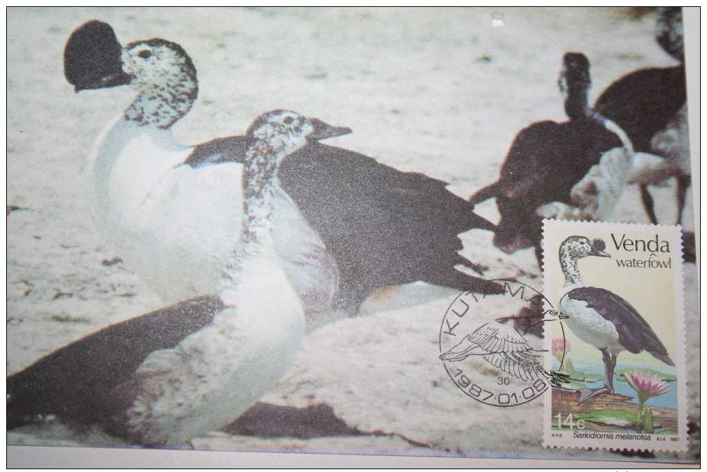 Carte Maximum CM Oiseaux Afrique Du Sud  Canards A Bosse Sarkidiornis Mélanotos - Uccelli