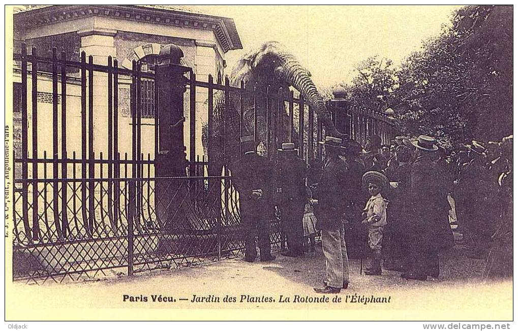 REPRO - Paris Vécu - Jardin Des Plantes - La Rotonde De L' Eléphant - Konvolute, Lots, Sammlungen