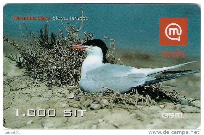 Slovenia Mobile Sterna Hirundo Common Tern Seabird Bird Birds - Slovénie