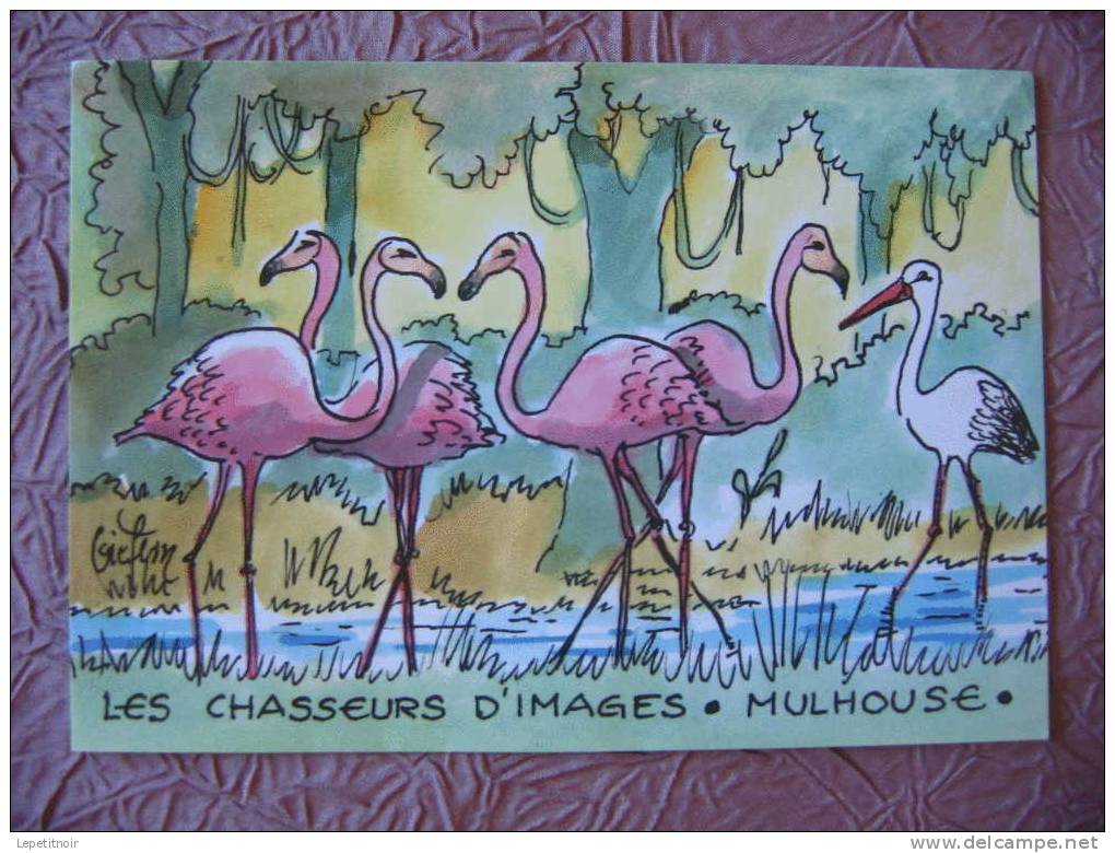 Illustrateur Giefem (JF Mattauer) : Les Chasseurs D’images Mulhouse Flamants Roses Au Zoo De Mulhouse (n°35) - Autres & Non Classés