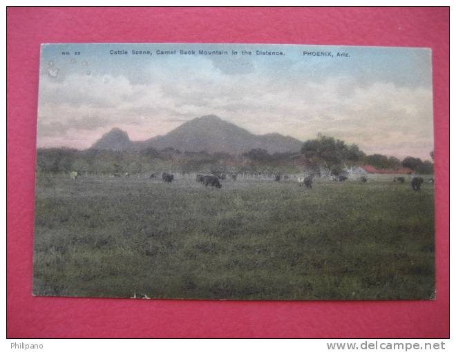 Phoenix Az   Cattle Scene Camel Back Mt In Distance  Ca 1910 Hand Colored     ===ref 144 - Phoenix