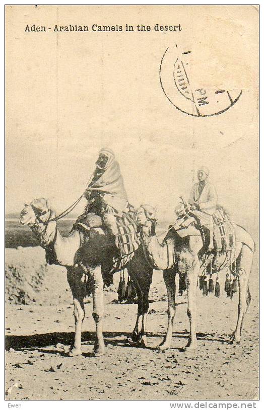 Aden. Arabian Camels In The Desert. - Jemen