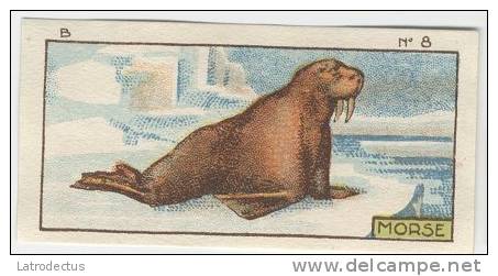 Jacques - 1933 - B8 - Morse, Walrus - Jacques