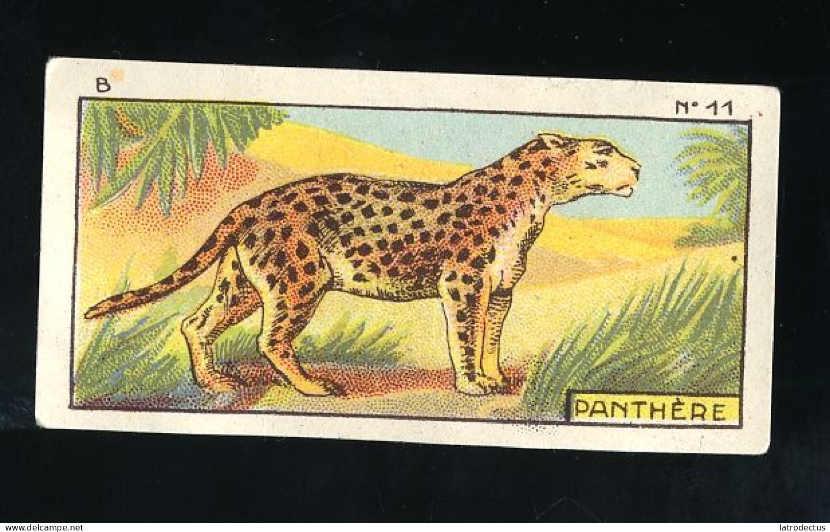 Jacques - 1933 - B11 - Panthère, Panther - Jacques