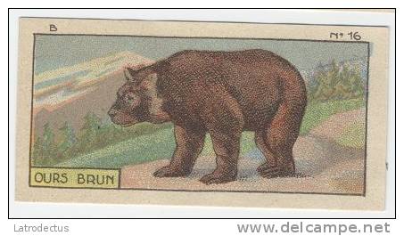 Jacques - 1933 - B16 - Ours Brun, Bear - Jacques