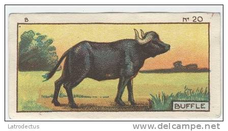 Jacques - 1933 - B20 - Buffle, Buffel - Jacques