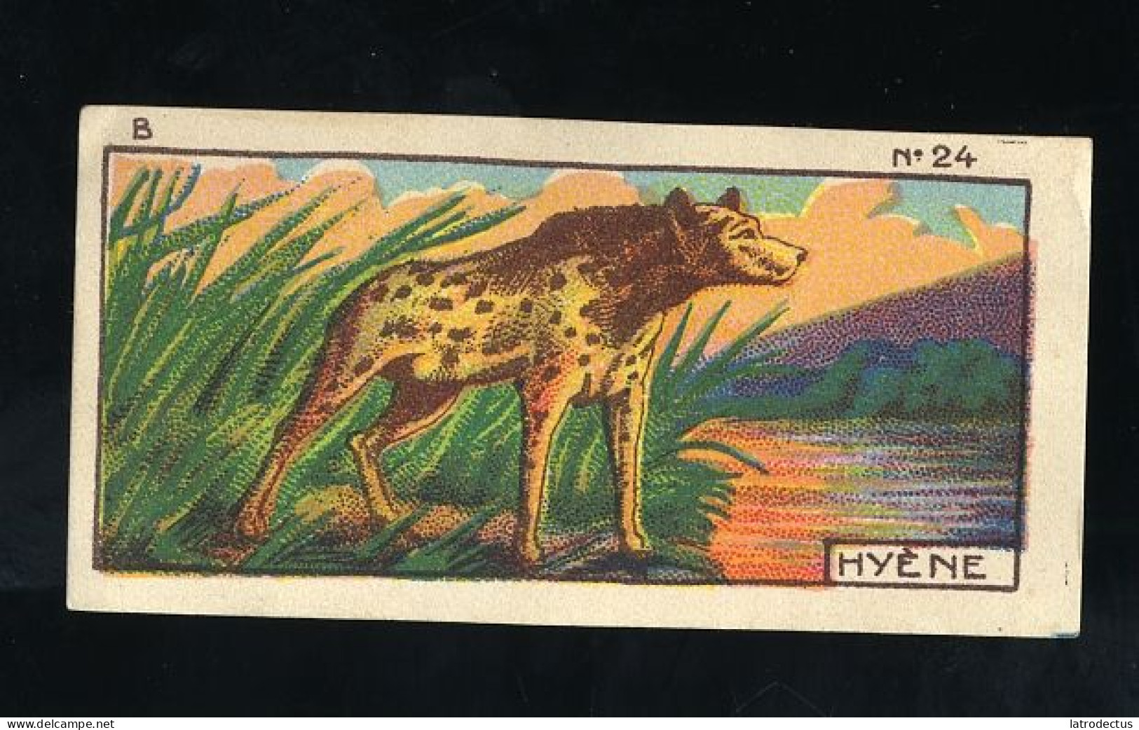 Jacques - 1933 - B24 - Hyène, Hyena - Jacques