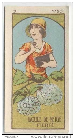 Jacques - 1933 - Fleurs, Flowers, Bloemen - D20 - Boule De Neige, Viburnum, Sneeuwbal - Jacques