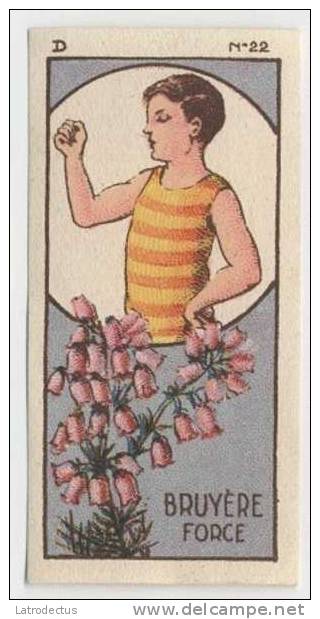 Jacques - 1933 - Fleurs, Flowers, Bloemen - D22 - Bruyère, Erica, Heide - Jacques
