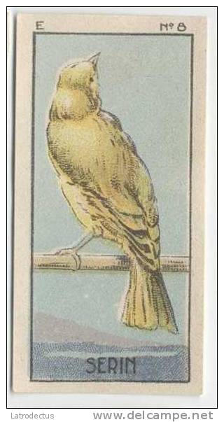 Jacques - 1933 - Oiseau, Birds, Vogels - E8 - Serin Des Canaries, Serinus, Kanarie, Canary - Jacques