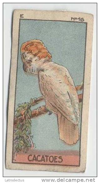 Jacques - 1933 - Oiseau, Birds, Vogels - E16 - Cacatoes, Kakatoe, Perroquet, Parakeet - Jacques