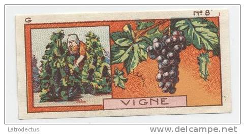 Jacques - 1933 - G8 - Vigne, Grapes - Jacques