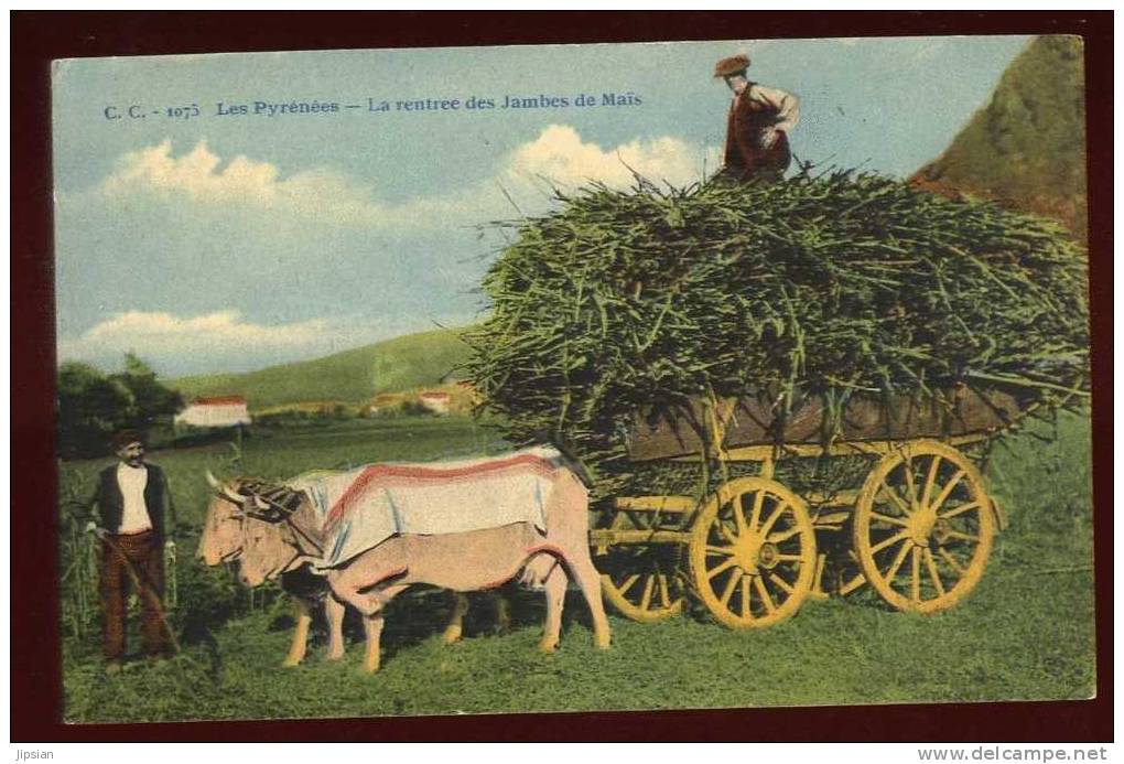 Cpa De Midi Pyrénées La Rentrée Des Jambes De Maïs ABE30 - Midi-Pyrénées