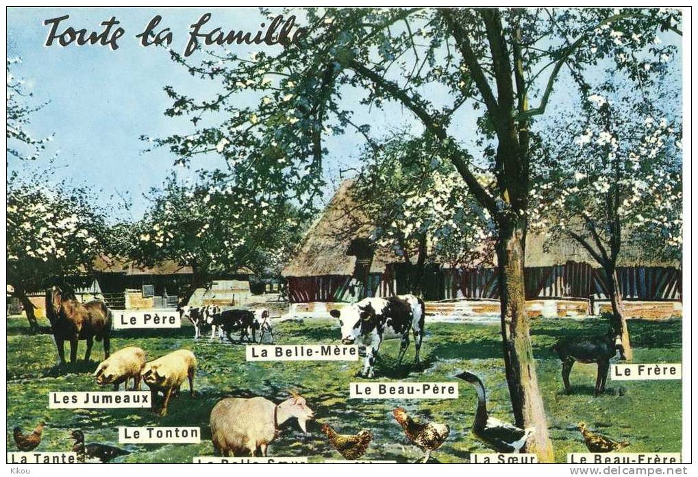 Animaux De La Ferme - Carte Humour "toute La Famille" - Other & Unclassified