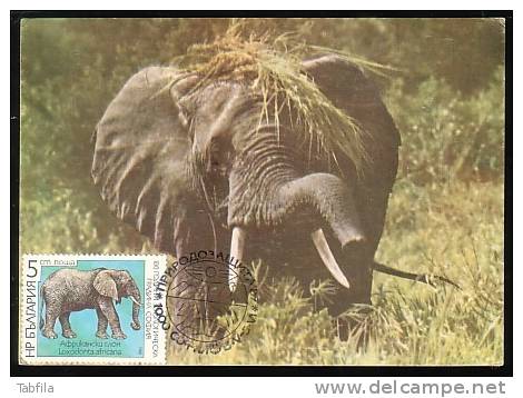 BULGARIA / BULGARIE - 1988 - Elefante - MC - Elefanten