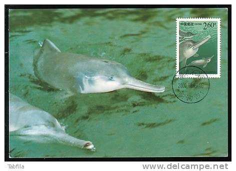 CHINA - 2002 - Dauphins  - MC - Dolphins