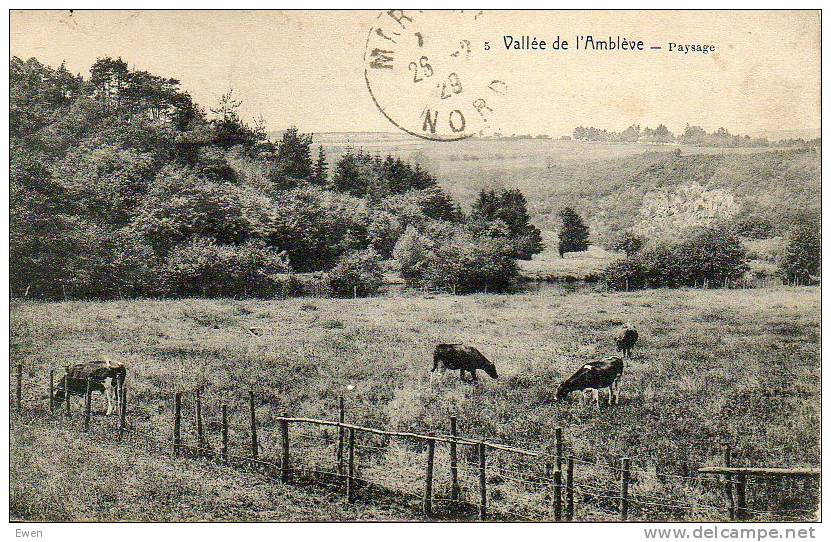 Vallée De L'Amblève. Paysage. (Vaches). - Amel