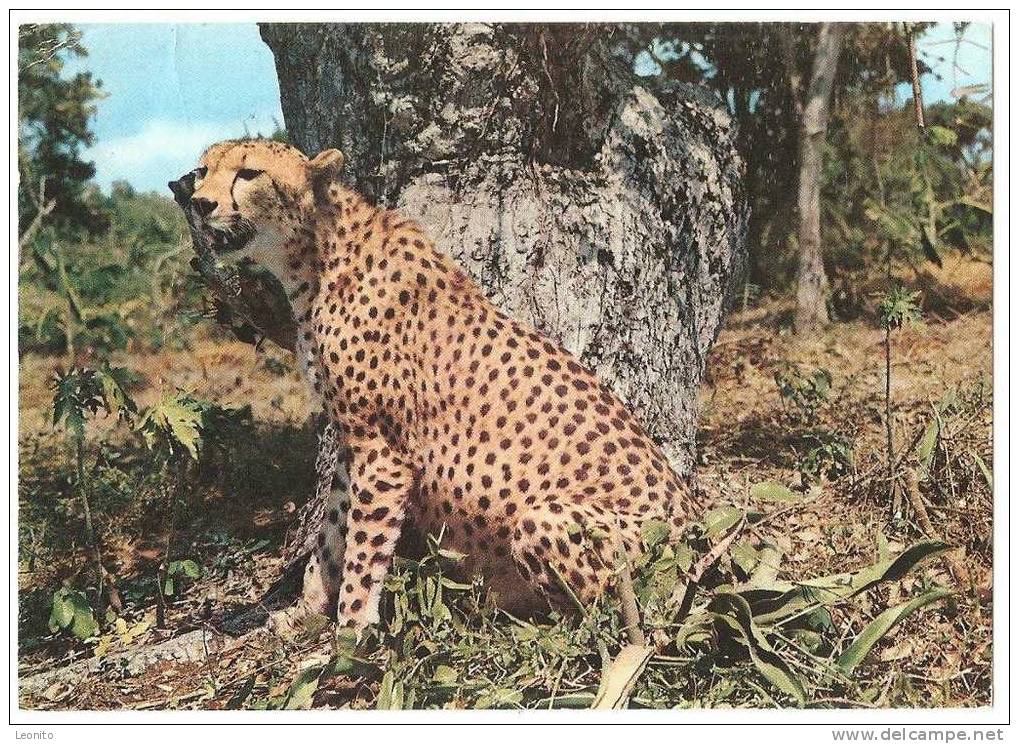 Cheetah Tanzania National Park 1971 - Tigers