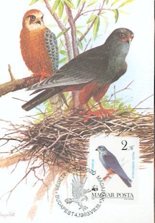 HONGRIE CARTE MAXIMUM NUM.YVERT 2866 OISEAUX DE PROIE EN VOIE DE DISPARITION  FAUNE WWF - Maximum Cards & Covers