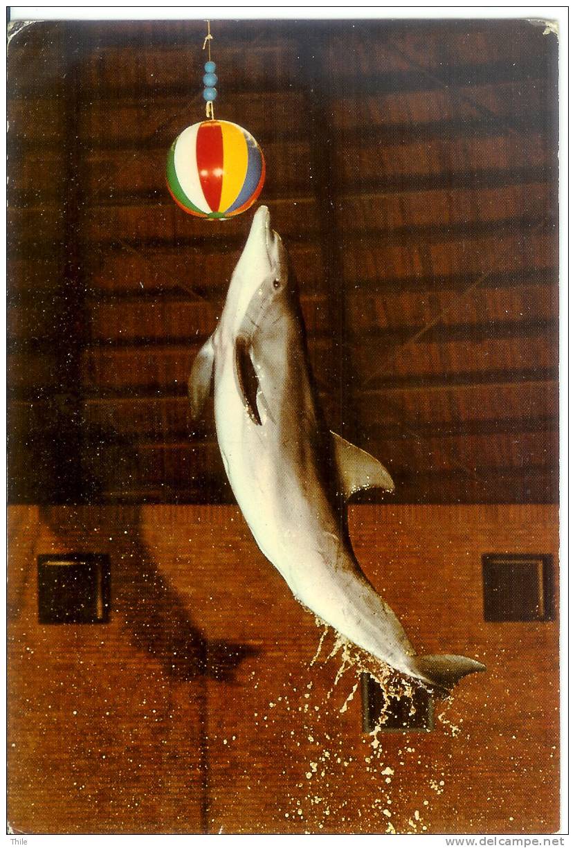 BELGIUM - SINT-MICHIELS-BRUGGE - Dolfinarium - Dauphin - Dolfijnen