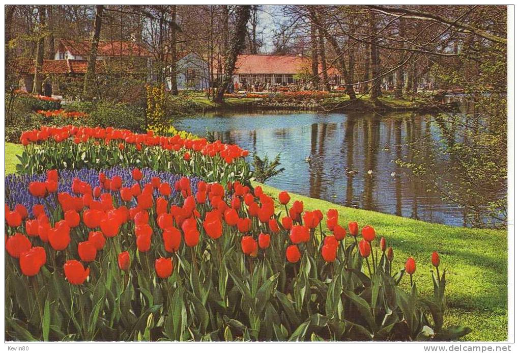 PAYS BAS AMSTERDAM Keukenhof Lisse Holland Cp Couleur - Lisse