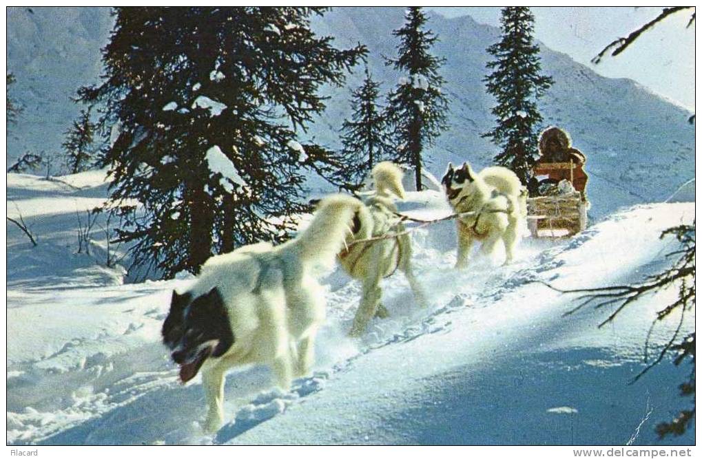 14305    Stati  Uniti,  Anchorage,  Alaska,  Dog  Sled In The Arctic,  VG  1963 - Other & Unclassified