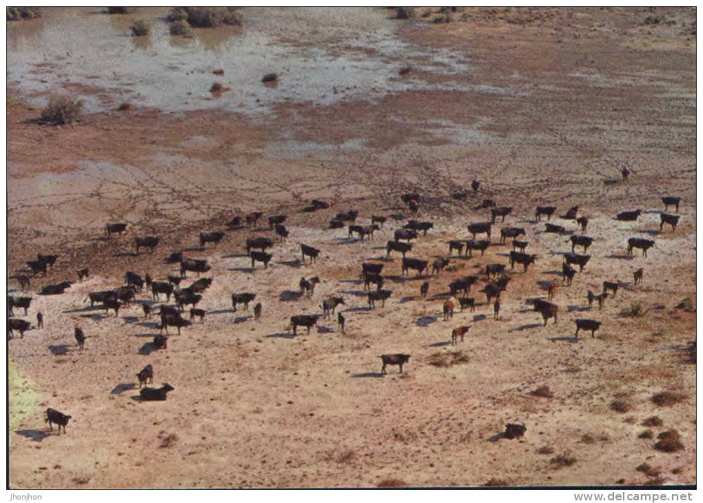 France- Postcard Written 1971- Herd Bulls(Taureaux)- Aerial Image - 2/scans - Tauri