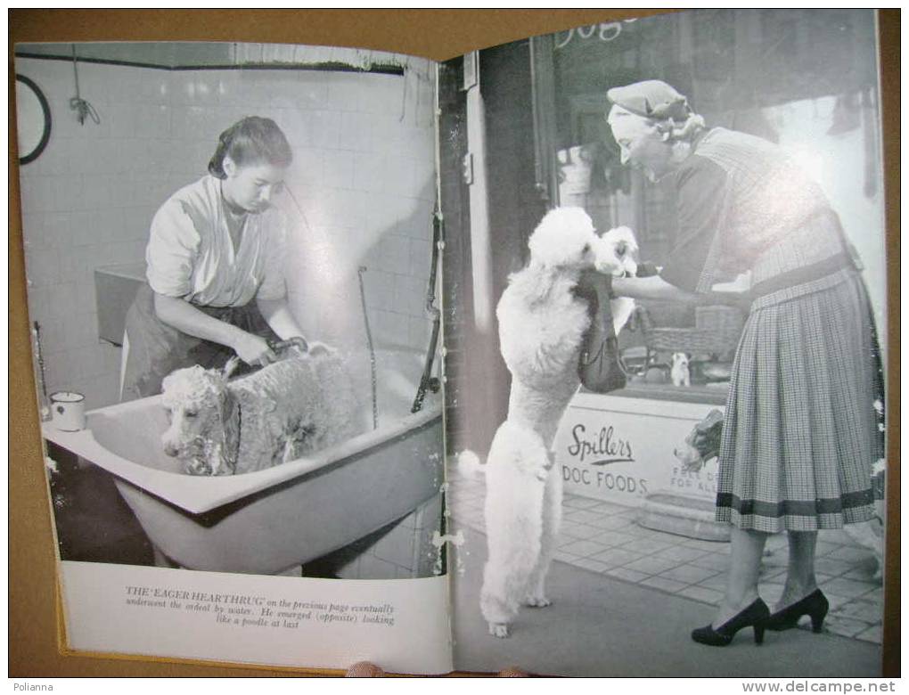 PAB/36 Dilys Powell COCO A Biography London Hodder & Stoughton I Ed.1952/cane Barboncino - Animales