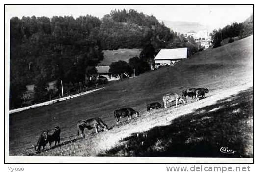 73 LE CHATELARD EN BEAUGE Un Paturage, Troupeau De Vaches - Le Chatelard