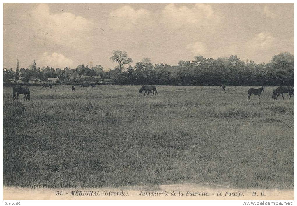 CPA (33)   MÉRIGNAC  /  Jumenterie De La Fauvette - Le Pacage - - Merignac