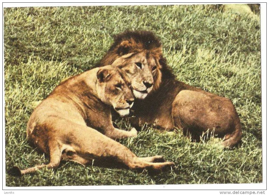 Lion And Lioness East African Game Kenya 1978 - Lions