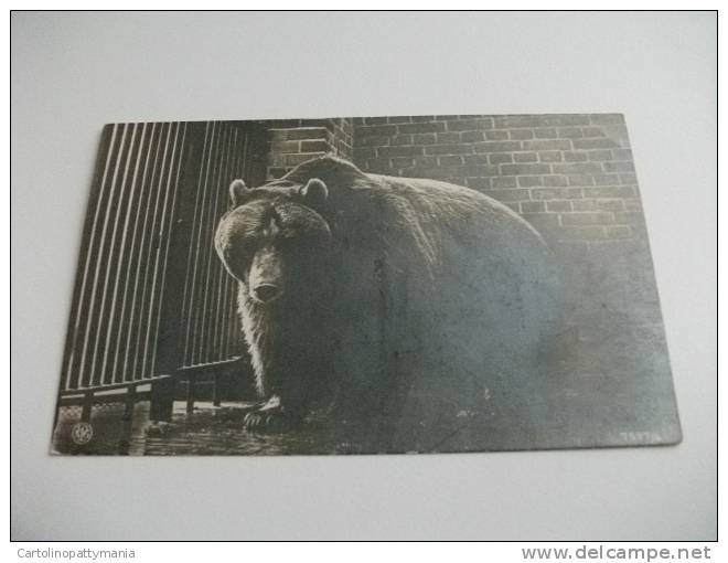 Orso Grizzly Baer Ours Grizzly Grizzlybar Fotografica - Osos