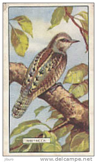 Image /  Wryneck /  Bird Oiseau Torcol  //  Ref 01/8 - Gallaher