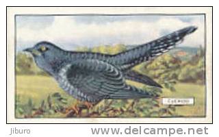 Image Bird Oiseau Rapace /  Cuckoo  /  Coucou  //  Ref 01/8 - Gallaher