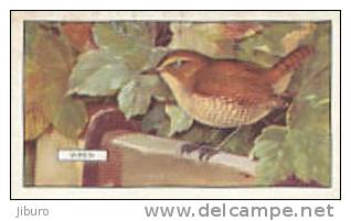 Image Bird Oiseau Rapace /  Wren  /  Roitelet  //  Ref 01/8 - Gallaher