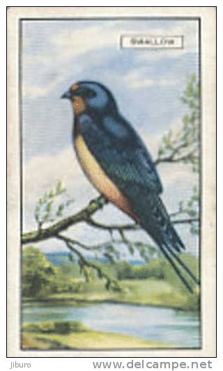 Image Bird Oiseau Rapace /  Swallow  /  Hirondelle  //  Ref 01/8 - Gallaher